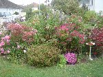 Bonjour à vous tous et toutes je suis nouveau alors pour commencer <br />Une vue de mon jardin