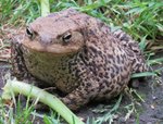 CRAPAUD4.jpg