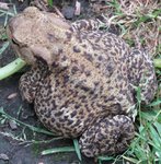 CRAPAUD3.jpg