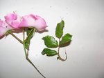 100_2771.JPG