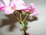 100_2772.JPG