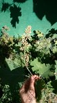 une tige fleurie (les points sont des fleurs indivuelles)