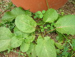 DSC08601.JPG
