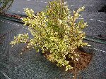 2008-plante-b.jpg