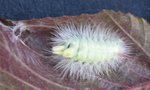 CHENILLE3.jpg