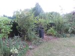 2016-09-12 enfin  taillé X.jpg